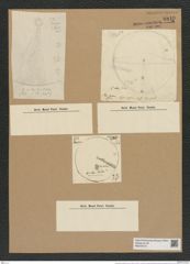 Coscinodiscus pacificus (Grun.) Rattr. (de-Toni-Nr.: Genus 202, Species 5058) Zeichnungen Sammlung Grunow Nr. 8810 (NHMW-BOT-W0378419)